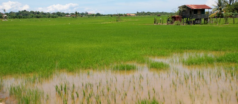 paddy-field-njx
